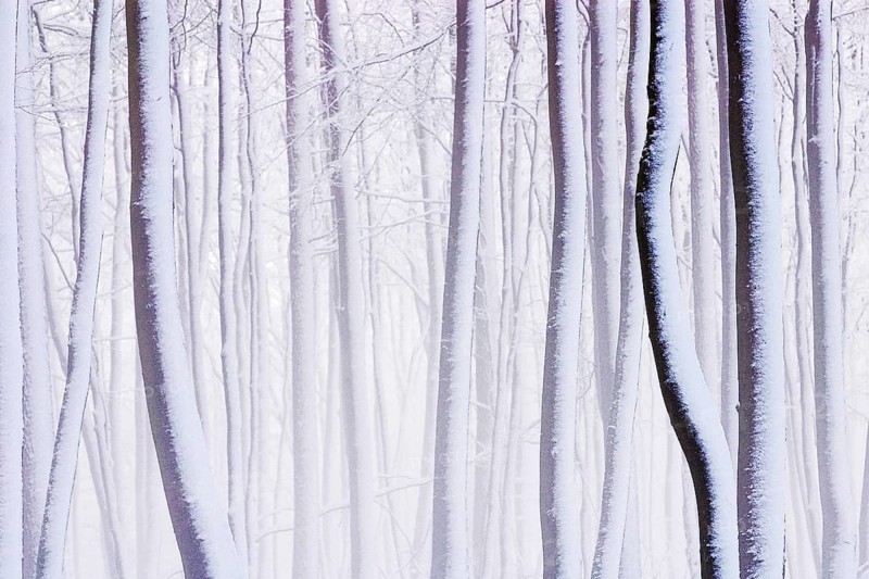 Beech forest in winter, Germany