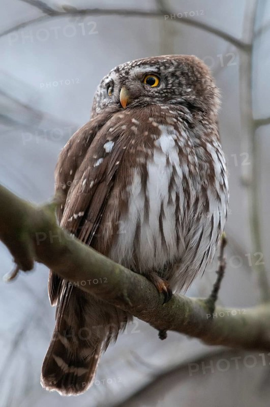 Glaucidium passerinum, pygmy owl, birds, owls, high size, portrait, owls, strigiforms, birds