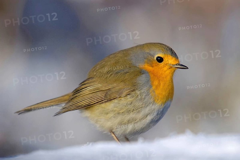 Robin - Robin - Erithacus rubecula, Germany
