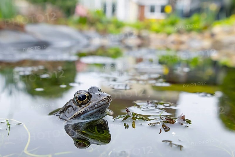 Common frog (Rana temporaria) adult amphibian on the water surface of an urban garden pond with a house in the background in spring, England, United Kingdom