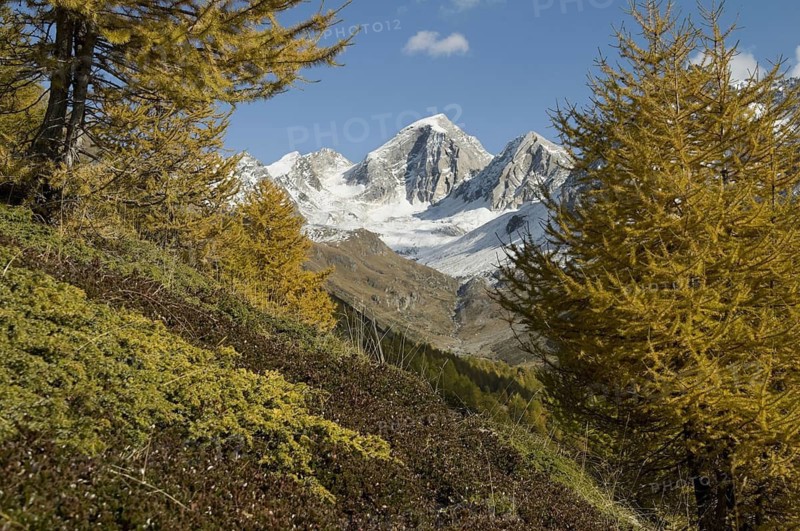 Autumn larches in front of Larix decidua mountain panorama, Pfossen Valley, South Tyrol, Italy