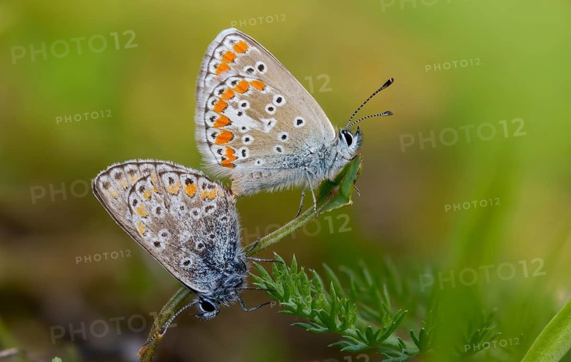 Common blue, common blue, crested blue, polyommatus icarus, blue, butterfly, insects, copula, mating, mating, butterflies, butterflies, butterflies