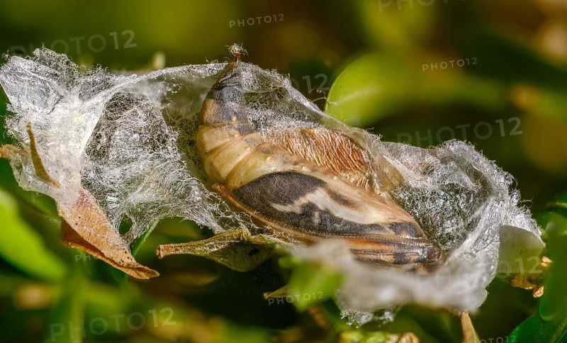 Box tree moth, boxwood moth, boxwood moth, cydalima perspectalis, moth, web, insects, moths, pupa, pupa, butterflies