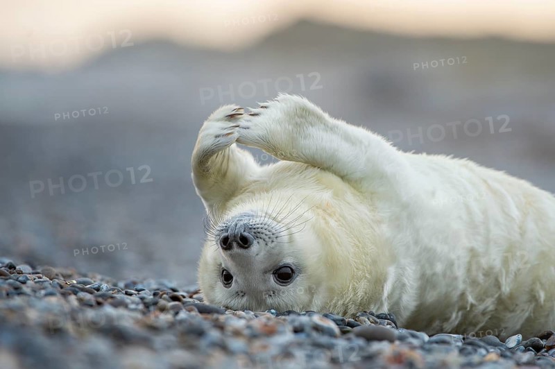 Young grey seal (Halichoerus grypus) on the beach, Nordesee, Heligoland, Schleswig-Holstein, Germany