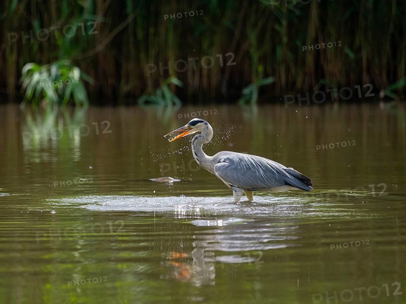A gray heron hunting, Ümminger See, Bochum, Ruhrpott, North Rhine-Westphalia, Germany