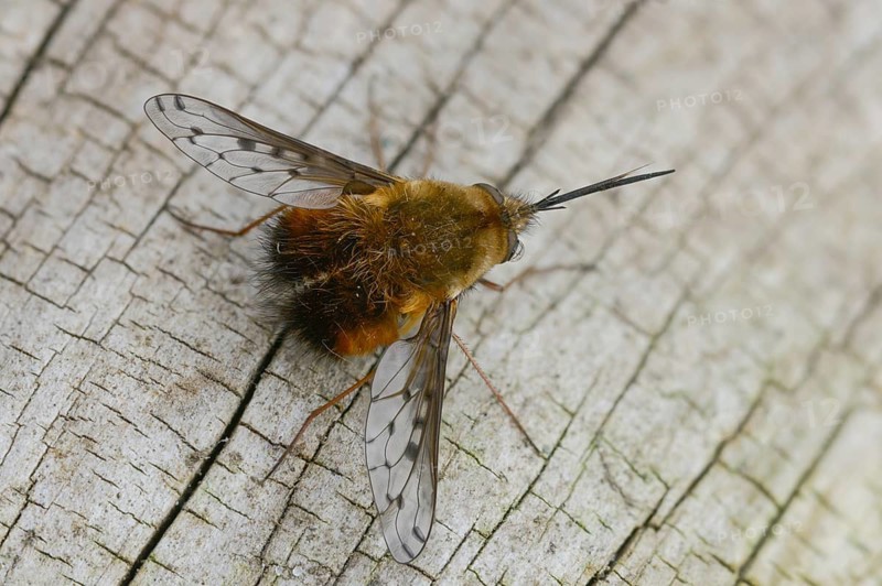 Bombylius Discolor, Dotted Bee-Fly, Spotted Woolswear, Diptera, Insects, Insects, Two-winged Birds