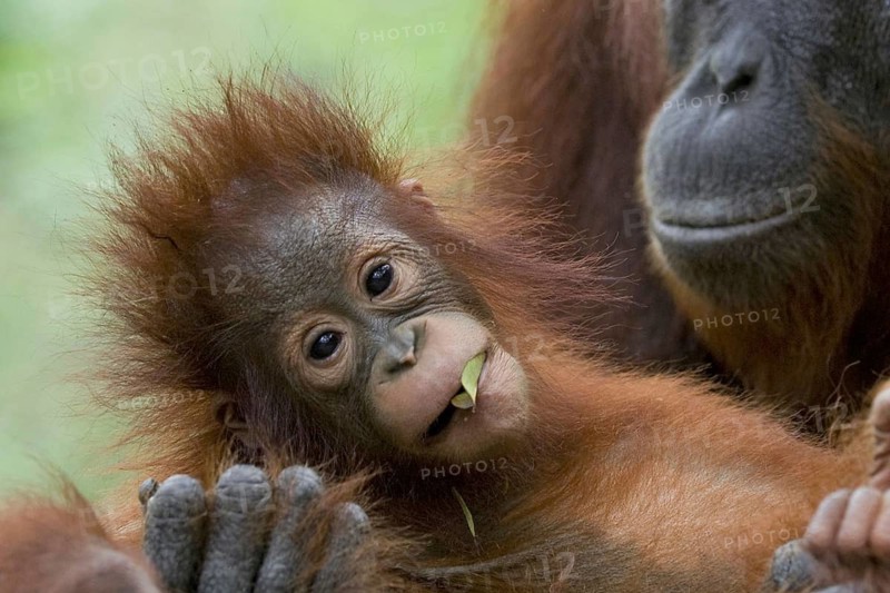 Animals Animal Mammal Mammals Indonesia Borneo Monkey Monkeys Primates Female orangutan with her young, monkey Monkeys Young animal Portrait T (Pongo pygmaeus), Tanjung Puting National Park