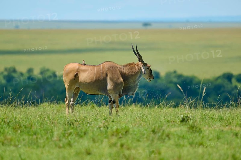 Antelope on a green savannah with a vast, natural backdrop, eland (Taurotragus oryx), Masai Mara National Reserve, Narok County, Kenya