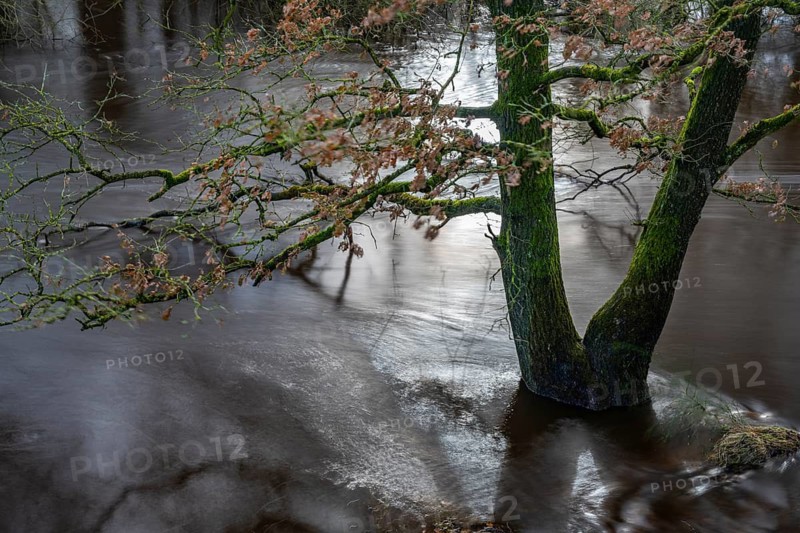 Floods on the Hunte in Barneführer Holz, Hatten, Lower Saxony, Germany