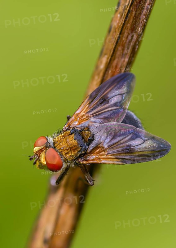 Blue iridescent bedfly, pattern-winged bug tachinid fly, phasia hemiptera, caterpillar flies, tachinidae, bedbug fly, diptera, high size, portrait format, insects, two-winged