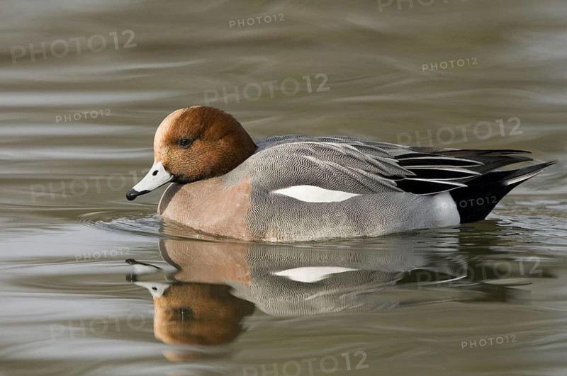 Animals, birds. Ducks, a Eurasian wigeon swimming in the water, viewed from the side (Anas penelope), Nymphenburg Palace Park, Munich, Bavaria, Germany