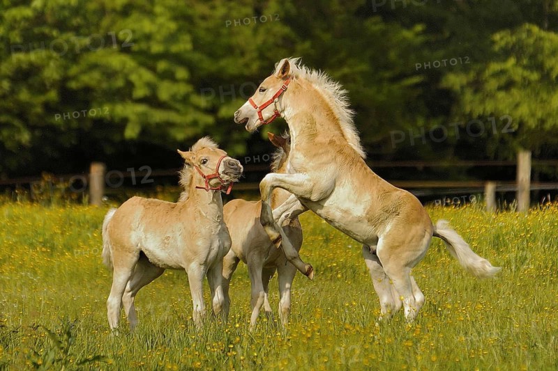 Pets - Horses - animals - mammals - Horses, Texel island, Netherlands