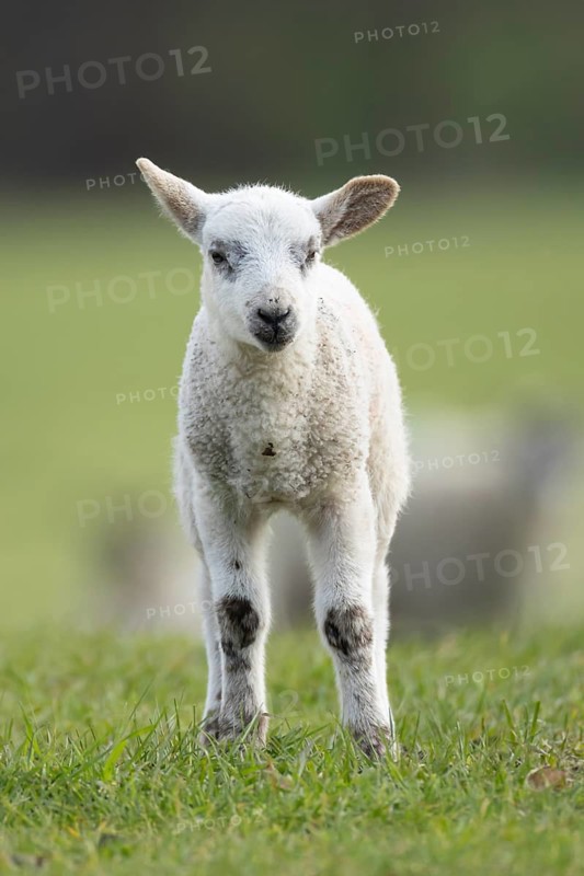 Domestic sheep (Ovis aries) juvenile baby lamb farm animal in a grass field in spring, England, United Kingdom