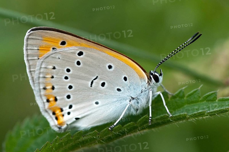 Large moth, large copper, lycaena dispar, butterfly, insects, butterfly, butterflies