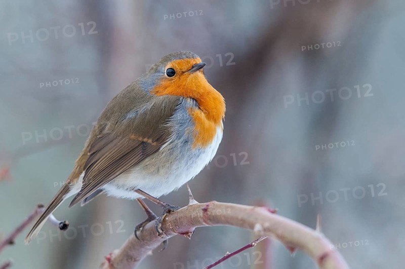 Erithacus rubecula, robin, robins, birds, passeri, songbirds, birds