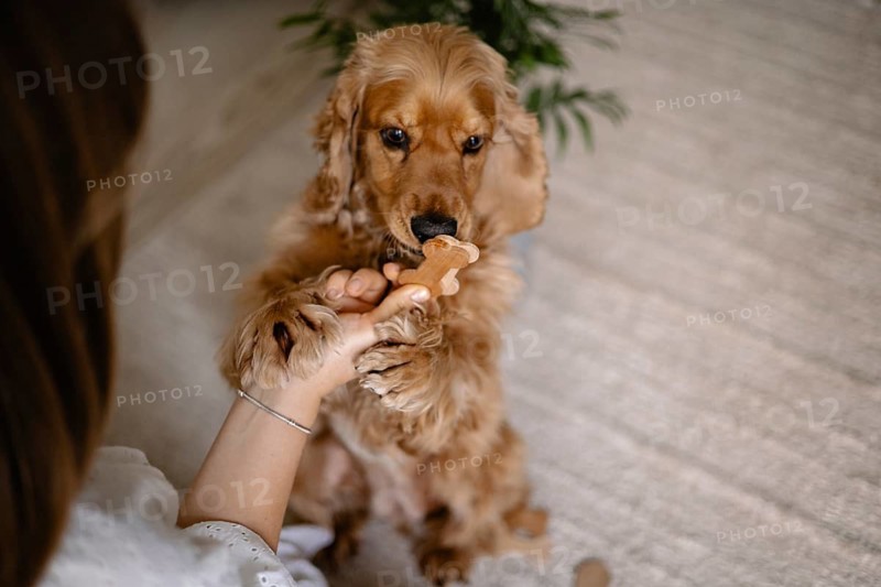 A dog cocker spaniel interacts with a person holding a wooden toy bone, conveying a playful atmosphere