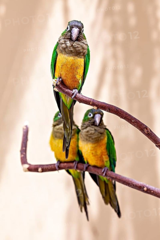 Three parrots on a branch, bathed in light and shadow, the cactus parakeet, also known as the Caatinga parakeet, in an aviary in Petrolina, Brazil (Eupsittula cactorum)