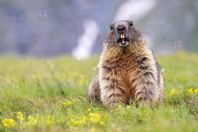Alpine marmot (Marmota marmota), Heiligenblut, Carinthia, Austria