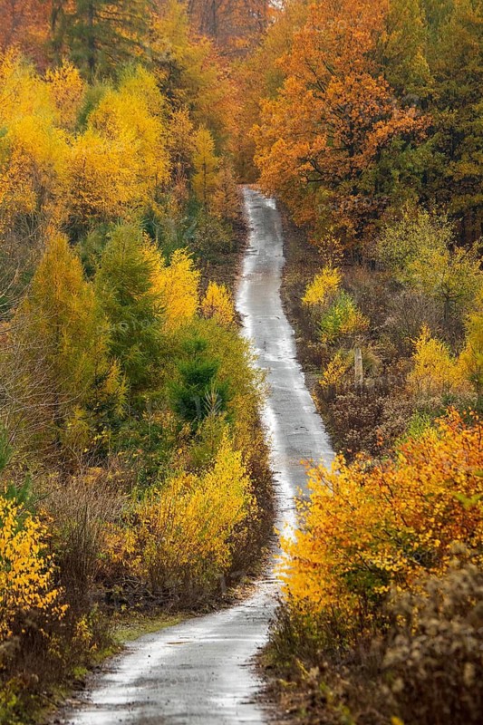 Mixed autumn forest, aerial view, Melle, Lower Saxony, Germany