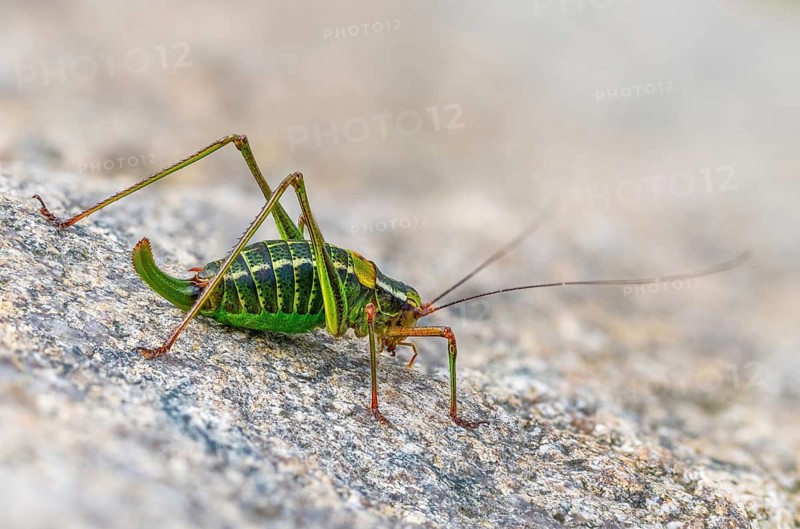 Barbitistes constrictus, eastern saw-tailed bush cricket, softwood sabre, grasshopper, grasshopper, grasshopper