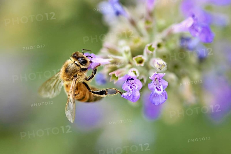 Western honey bee (Apis mellifera), feeding on nectar from a catmint (Nepeta faassenii) flower, Meienberg, Canton of Aargau, Switzerland