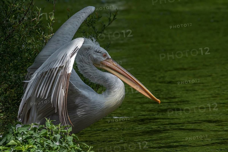 Crested Pelican (Pelecanus crispus), Nuremberg Zoo, Middle Franconia, Bavaria, Germany