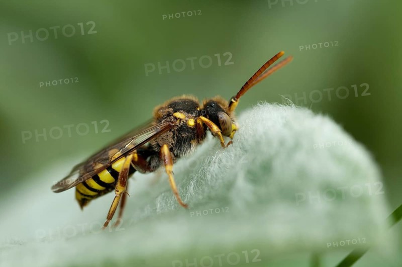 Hymenoptera, Lathbury's Nomad, Nomada Lathburiana, redheaded wasp bee, insects, wild bees