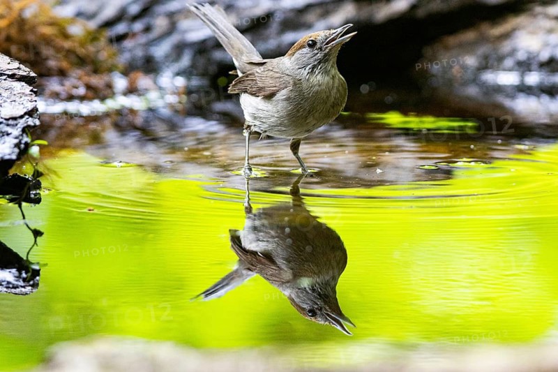 Blackcap (Sylvia atricapilla) wbl Germany