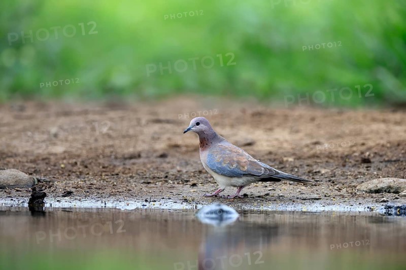 Senegal Palm Dove (Spilopelia senegalensis), adult, by the water, alert, Kruger National Park, South Africa