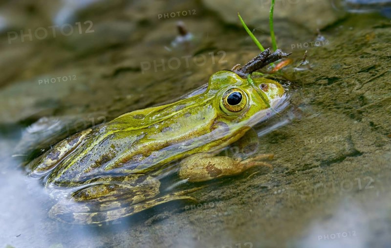 Small water frog, pelophylax lessonae, pool frog, rana lessonae, water frog, amphibian, amphibian, frog, amphibian, frog, amphibian