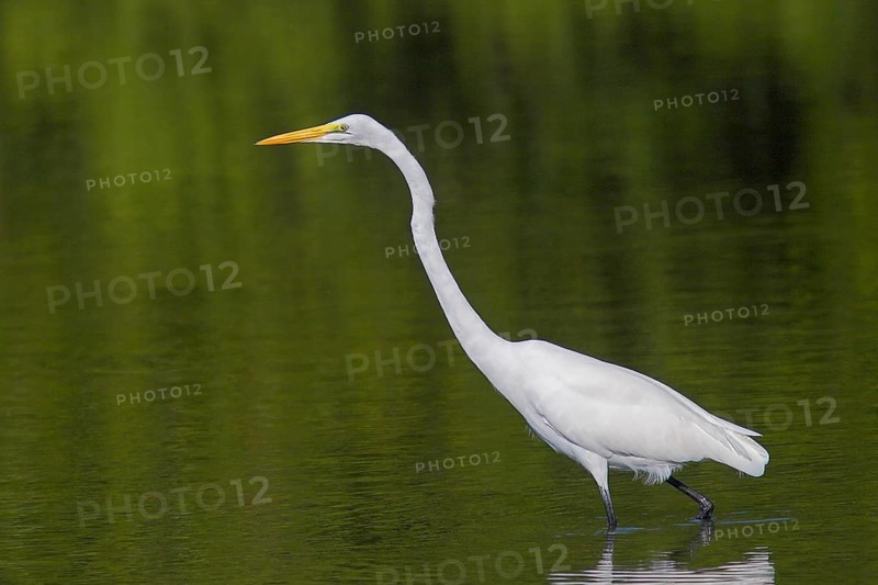 Animals Birds Heron Great White Egret, Casmerodius albus, Great White Egret, Florida, USA, Everglades, Florida, USA