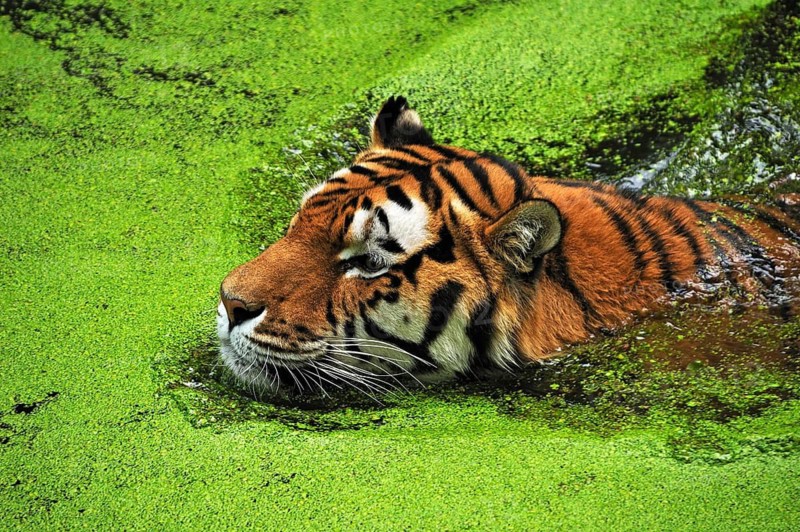 Siberian tiger (Panthera tigris altaica) in a moat covered with duckweed (Lemna minor), Nuremberg Zoo, Am Tiergarten 30, Nuremberg, Middle Franconia, Bavaria, Germany