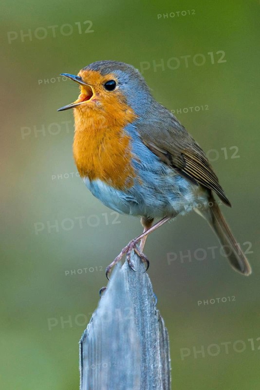 Erithacus Rubecula, Robin, Robins, Birds, Call, Garden Fence, Garden Fence, Song, High Size, Portrait Format, Passeri, Call, Singing, Songbirds, Birds