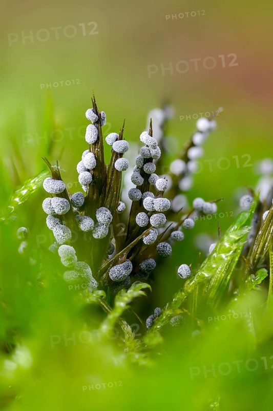 Didymium melanospermum, grey fur dust, grey ball slime mold, hemispherical crust mushroom, slime molds, slime mold, white-grey thread ball, high size, portrait format
