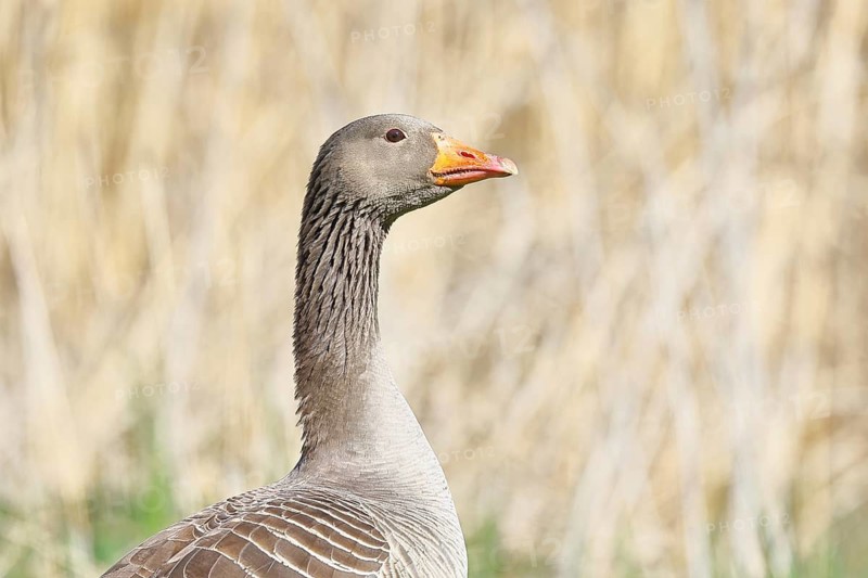 Greylag Goose (Anser anser), close-up, Ochsenmoor, Lower Saxony, Germany