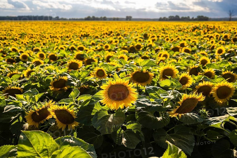 Wide view of blooming sunflower (Helianthus annuus) field on a sunny summer day with thousands of flowers stretching toward the horizon in rural agricultural landscape in Poland