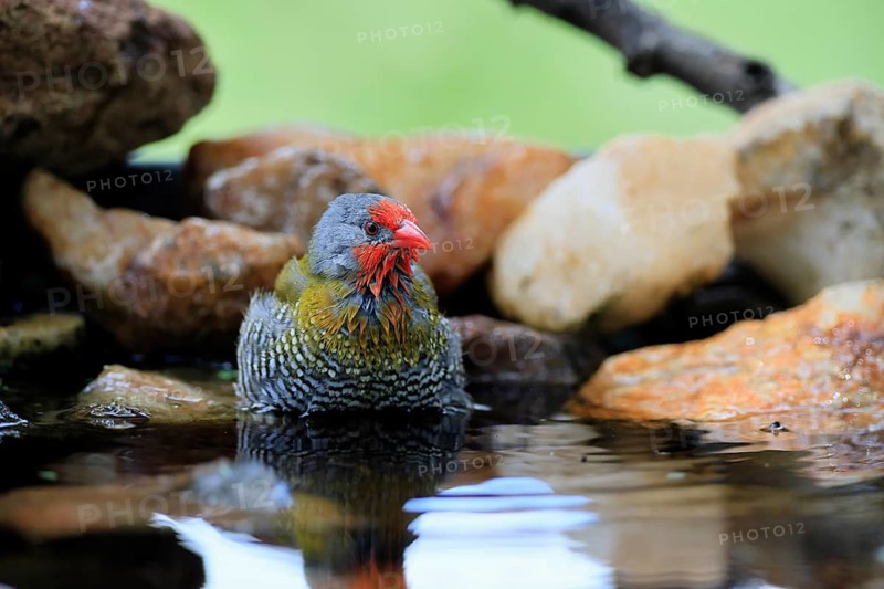 Melba's Bunting (Pytilia melba), adult male, in the water, bathing, Kruger National Park, South Africa