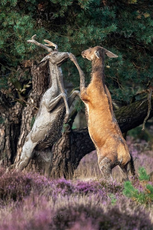 Red deer (Cervus elaphus), a young stag and an adult stag lock horns, Hoenderloo, Gelderland, Netherlands