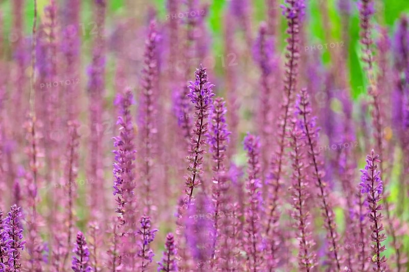 Steppe sage or wood sage (Salvia nemorosa), North Rhine-Westphalia, Germany
