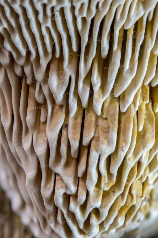 Beam Porling, Beam Leafing, Gloeophyllum Trabeum, Lenzites Trabea, Timber Gill Polypore, Trametes Trabea, Fungus, High Size, Portrait Format, Mushrooms