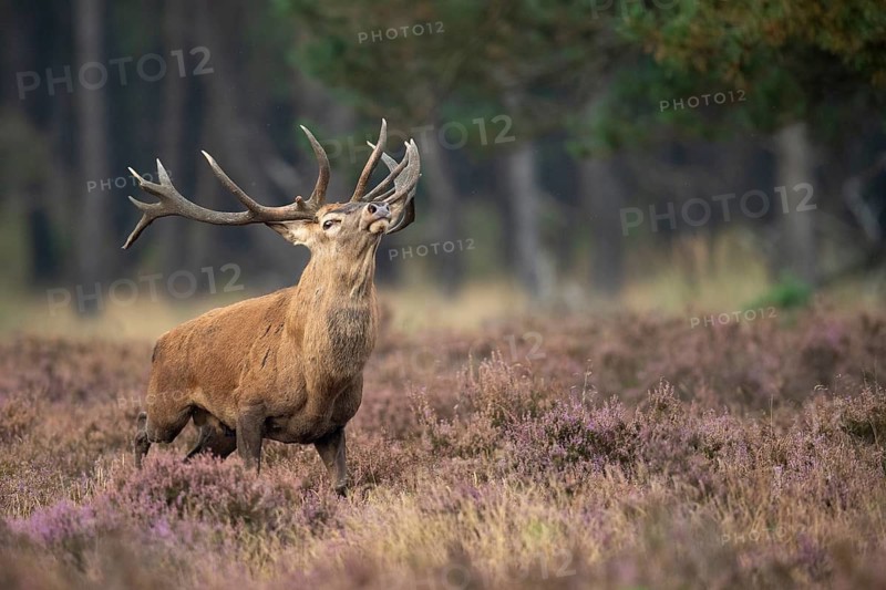 Red deer (Cervus elaphus), Hoenderloo, Gelderland, Netherlands