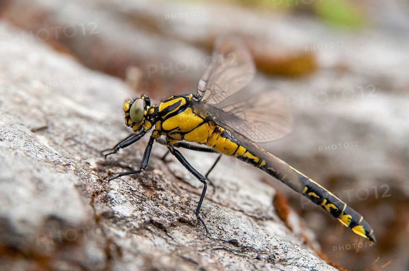 Common Club-Tail, Common Wedge Maiden, Gomphus Vulgatissimus, Anisoptera, Damselflies, Dragonflies, Insects, Dragonflies, Odonata