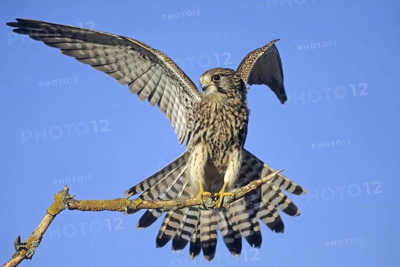 Animal Animals Bird Birds Falcon Falcons Falconidae Kestrel perched on a branch (Falco tinnunculus), Germany