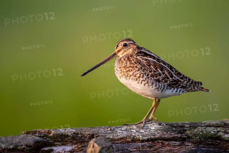 Common Snipe (Gallinago gallinago), Lembruch, Lower Saxony, Germany