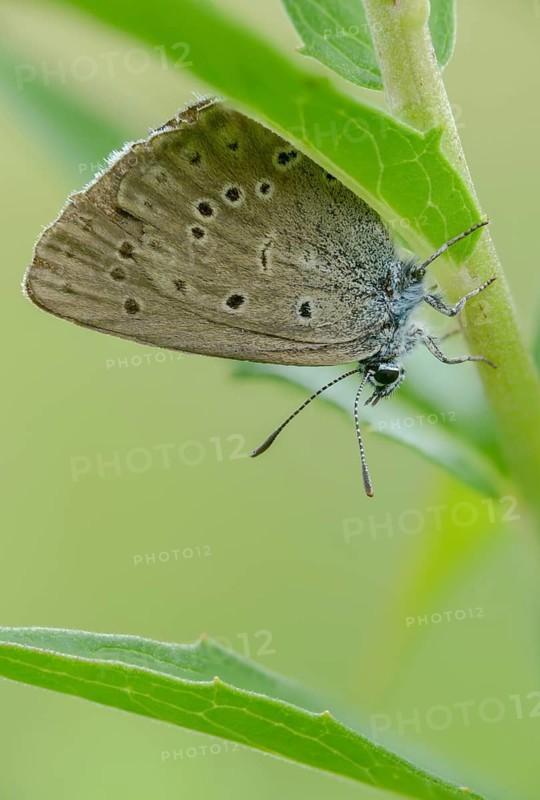 Glaucopsyche Alcon ssp. rebeli, glaucopsyche rebeli, cruciferous ant blue, maculinea rebeli, phengaris alcon ssp. rebeli, phengaris rebeli, butterfly, female, high size, portrait format, insects, butterfly, butterflies, butterflies, butterflies, butterflies, female