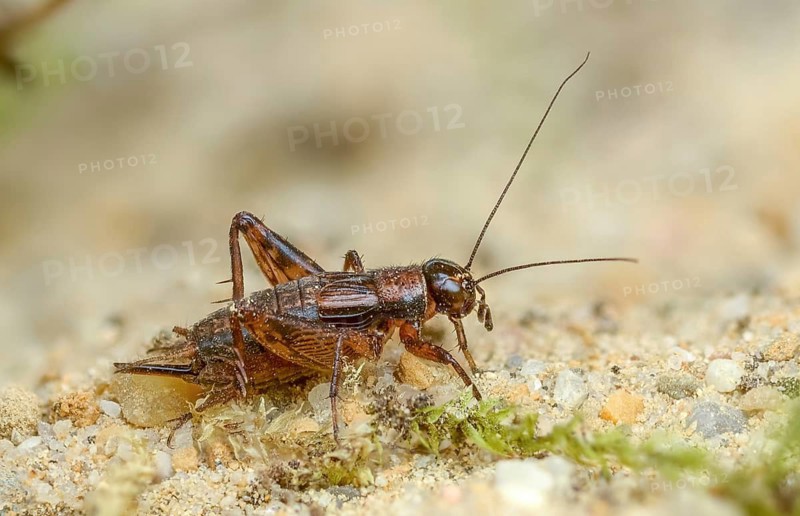 Grasshoppers, Nemobius sylvestris, forest crickets, ensifera, grasshoppers, crickets, grasshoppers, insects, insects, long-feeler scares, wood cricket