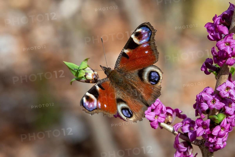 Aglais io, Daphne Mezereum, real Daphne, February Daphne, common Daphne, Common Daphne, Inachis io, Cellar Neck, Nymphalis io, Peacock Butterfly, Daphne, Sparrow Tongue, Thymelaeaceae, Butterfly, Flora, Spring, Insects, Mezereon, Mezereum, Plants, butterflies, spring, spurge laurel, spurge olive, butterflies