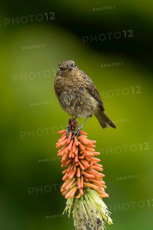 European robin (Erithacus rubecula) juvenile garden bird on a red hot poker flower in summer, England, United Kingdom