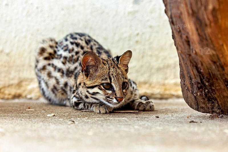 The cat is lying on the ground, watching its surroundings intently. A tiger cat in an enclosure in Petrolina, Brazil (Leopardus tigrinus)