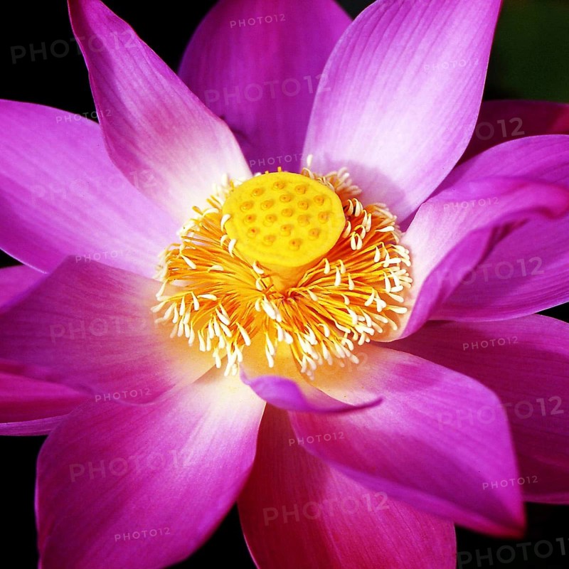 Lotus flower